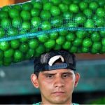 Limón en México: por qué el coste del cítrico alcanzó un “récord histórico” (y cuándo bajará de nuevo)