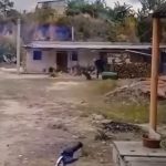 Golpes, heridas y descuidos: el impactante video que muestra maltrato contra perros y que permitió rescatarlos