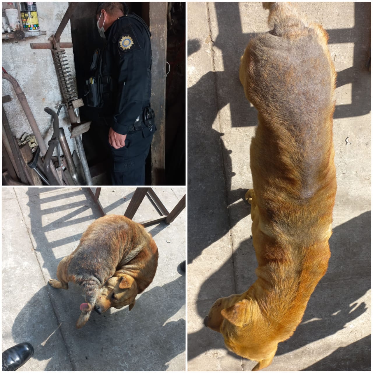 Qué se sabe de los tres perros maltratados y enfermos que rescató la PNC