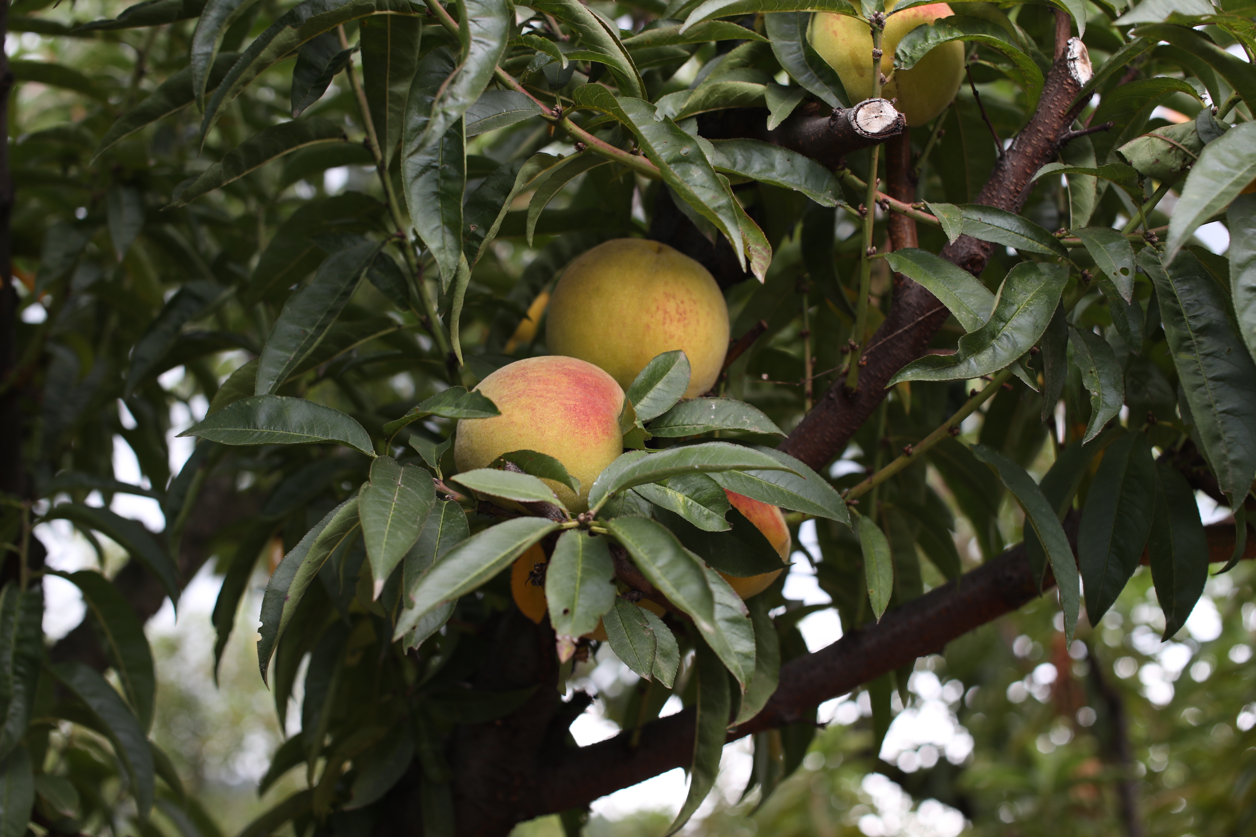 Conozca el proceso de producción del Melocotón en el tour de floración en Quezaltenango