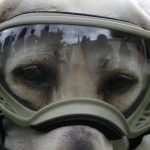 Frida, la perrita rescatista está delicada y esto es lo que se sabe sobre su salud