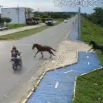 Viral: cámara capta el momento en que un motorista choca contra un caballo que cruzaba la carretera