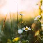 Equinoccio de primavera: Qué es y cuándo sucederá en 2022