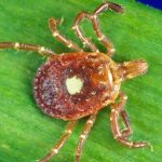 Qué se sabe de la garrapata “estrella solitaria” que transmite un peligroso virus y que se dispersa en Estados Unidos