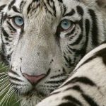 Fuerzas de seguridad matan a un tigre blanco ante temor de que atacara a personas en Querétaro, México