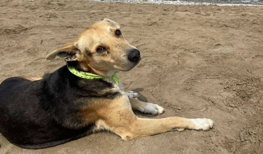 La conmovedora historia de “Vaguito”, el perro que va todos los días a una playa de Perú a esperar a su dueño fallecido