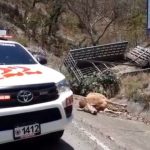 Varias reses mueren en la carretera cuando camión que las transportaba se accidentó en la ruta a Palencia
