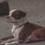 Los videos del momento en que fue atrapado el perro pitbull que atacó a la rescatista Gina Morataya
