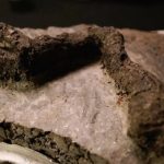 El increíble hallazgo del “primer fósil de dinosaurio vinculado al asteroide que causó su extincion”