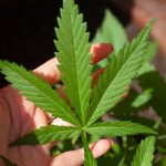 El caso de dos mujeres detenidas luego de mezclar marihuana en la comida que sirvieron en una boda en Florida