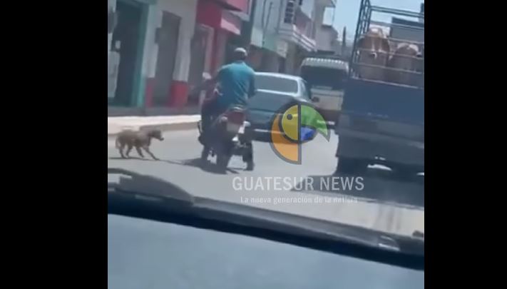 MALTRATO ANIMAL