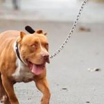 Perro pitbull ataca a rescatista Gina Morataya durante rescate en Amatitlán y esto se sabe de su estado de salud