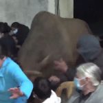Video: toro enfurecido irrumpe en velorio en San Carlos Sija y embiste a varios de los asistentes