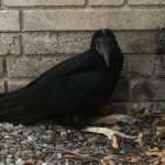 Un “zope que tocó algún cable” causa apagón en la zona 10 capitalina
