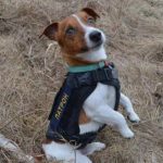 Conoce a Patron, el valiente perro del escuadrón antibombas que ayuda a detectar explosivos en Ucrania
