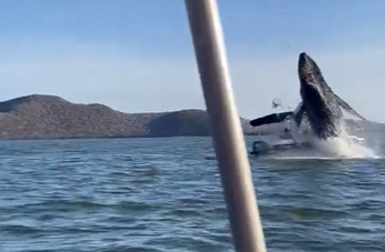 Ballena