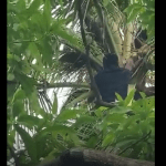 Video: El momento en que autoridades localizan celulares ocultos entre los árboles en requisa en la Granja Penal Canadá
