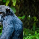 El asombroso caso de un chimpancé de Tanzania que secuestró, asesinó y comió a una niña