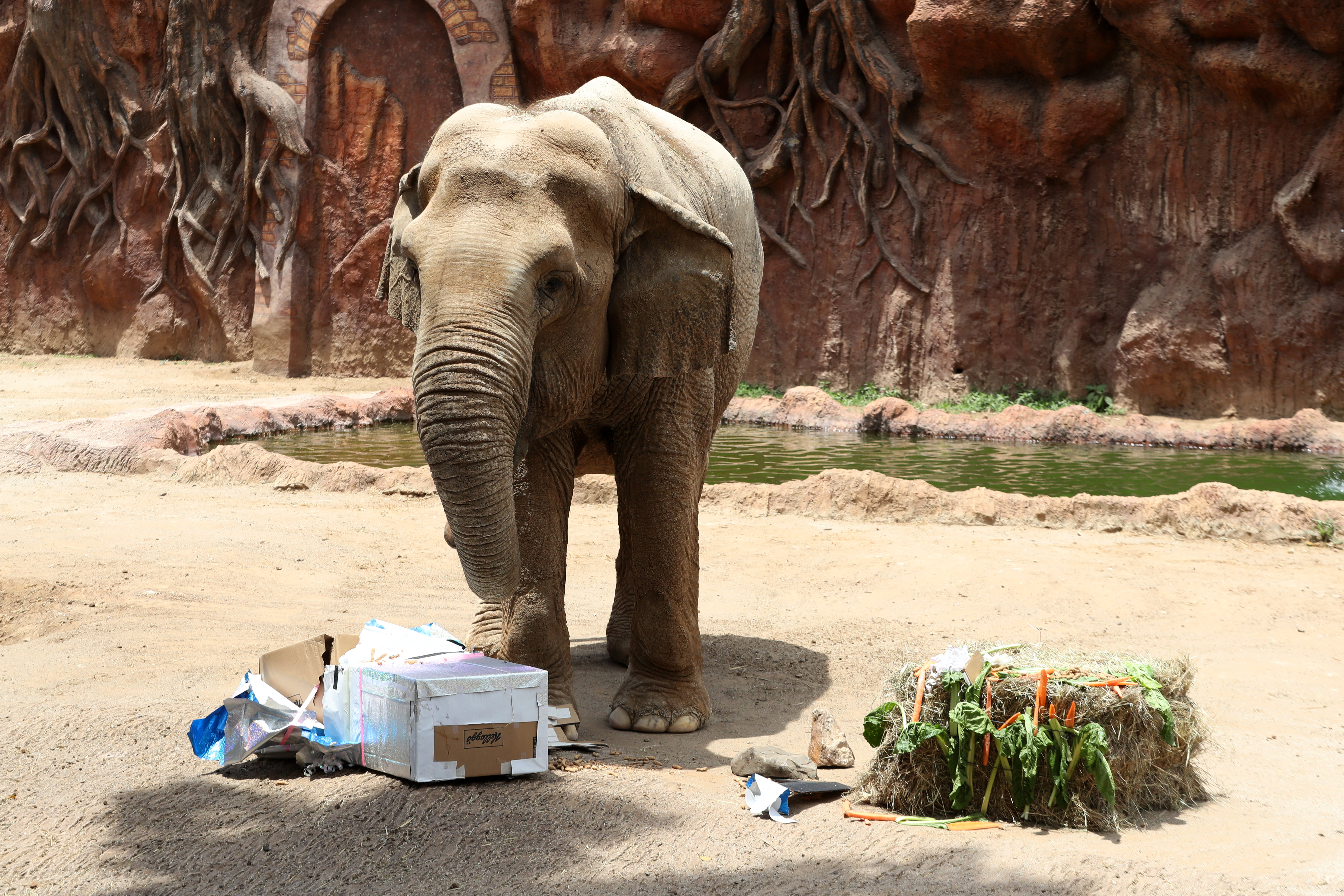 Elefante Trompita