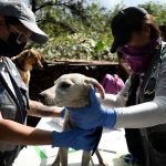 Volcán Pacaya: vecinos no piensan abandonar a sus mascotas durante una erupción y así se preparan para una emergencia