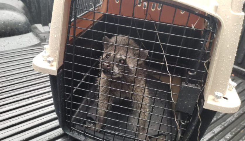 MAPACHE EN PREVENTIVO DE LA ZONA 18