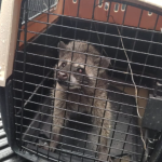 Un mapache: El insólito hallazgo y otros ilícitos que decomisaron autoridades durante requisa en Preventivo de la zona 18