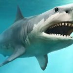 Megalodón: la razón por la que pudo extinguirse el tiburón más grande que jamás haya existido