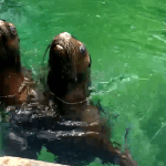 Zoológico La Aurora presenta a dos nuevos ejemplares de leones marinos en sus instalaciones