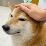 Dueños del popular perro de los memes “Cheems” confirman que está delicado de salud