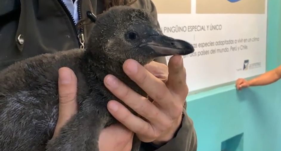 Foto de Pinguino del zoológico