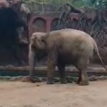 Video: Trompita, la elefanta del Zoológico La Aurora que alertó sobre un antílope que cayó al agua y permitió que fuera rescatado