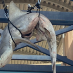 El asombroso hallazgo de un tiburón muerto en las escaleras de una escuela secundaria de Florida