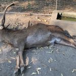 Balacera dentro de un zoológico deja animales muertos y esto es lo que se sabe