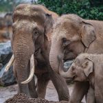 Por qué los científicos también ven videos de animales en YouTube