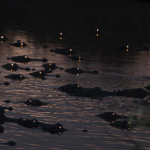 Fotógrafo capta asombrosas imágenes de caimanes al sur de Florida y narra su experiencia