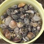 Maga impone veda temporal para pesca de mejillones, conchas, ostras y almejas en todo el litoral Pacífico de Guatemala por marea roja