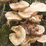 Emiten alerta por consumo de hongos silvestres venenosos y se temen brotes de intoxicación