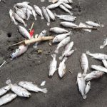 Encuentran decenas de tortugas, peces y delfines muertos a orillas del Pacífico y autoridades explican las posibles razones