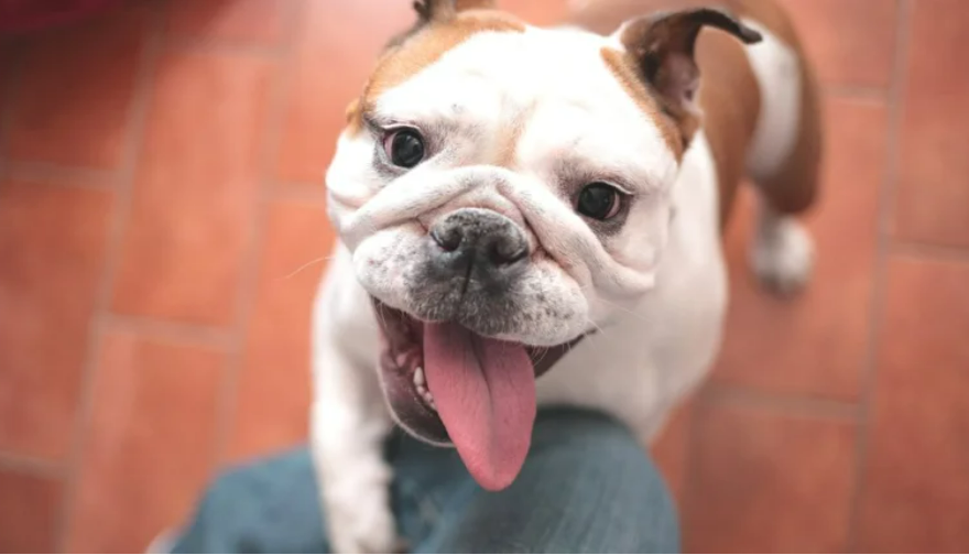 Bulldog