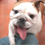 “No compres un bulldog hasta que la raza haya cambiado de forma”, suplican los veterinarios