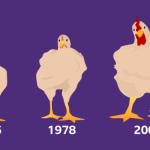 Cómo el pollo que comes aumentó de tamaño un 400% en 50 años
