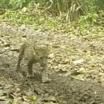 Video capta cómo un enorme jaguar y su cachorro pasean por un parque natural de Petén