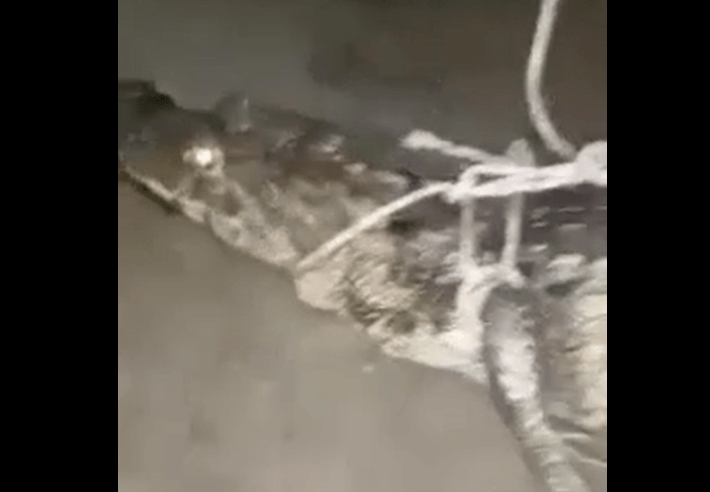 LAGARTO SUPUESTAMENTE CAPTADO EN JUTIAPA