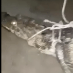 Qué dicen las autoridades respecto del supuesto hallazgo de un lagarto en una vivienda en Jutiapa