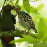 El sorprendente video del momento en que un quetzal alimenta a su pichón en Sololá (y la historia sobre cómo fue captado)