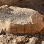 El sorprendente hallazgo de una tortuga embarazada en las ruinas de Pompeya
