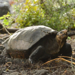 Confirman que Fernanda, la tortuga “fantástica” de Galápagos, pertenece a una especie que se creía extinguida hace más de cien años