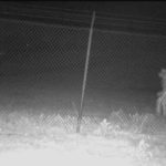 Extraña criatura genera misterio cerca de un zoológico de Texas