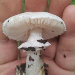 Consumo de hongos venenosos: un tercer niño muere en San Marcos y Salud reitera alerta