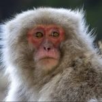 Capturan y matan en Japón a miembro de la banda de macacos que aterrorizó a un pueblo